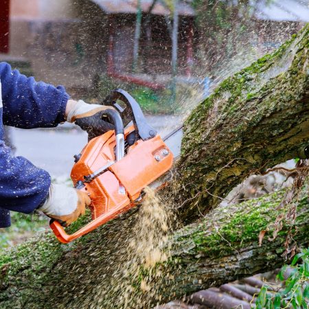 Man is cutting a tree with a chainsaw, broken the trunk tree after a hurricane